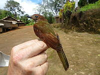 000123474-Solomon Islands Expedition - Ornithology_123474.jpg