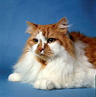 20240723 - 000123477 - Eureka Event Photography_123481.jpg